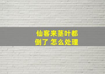 仙客来茎叶都倒了 怎么处理